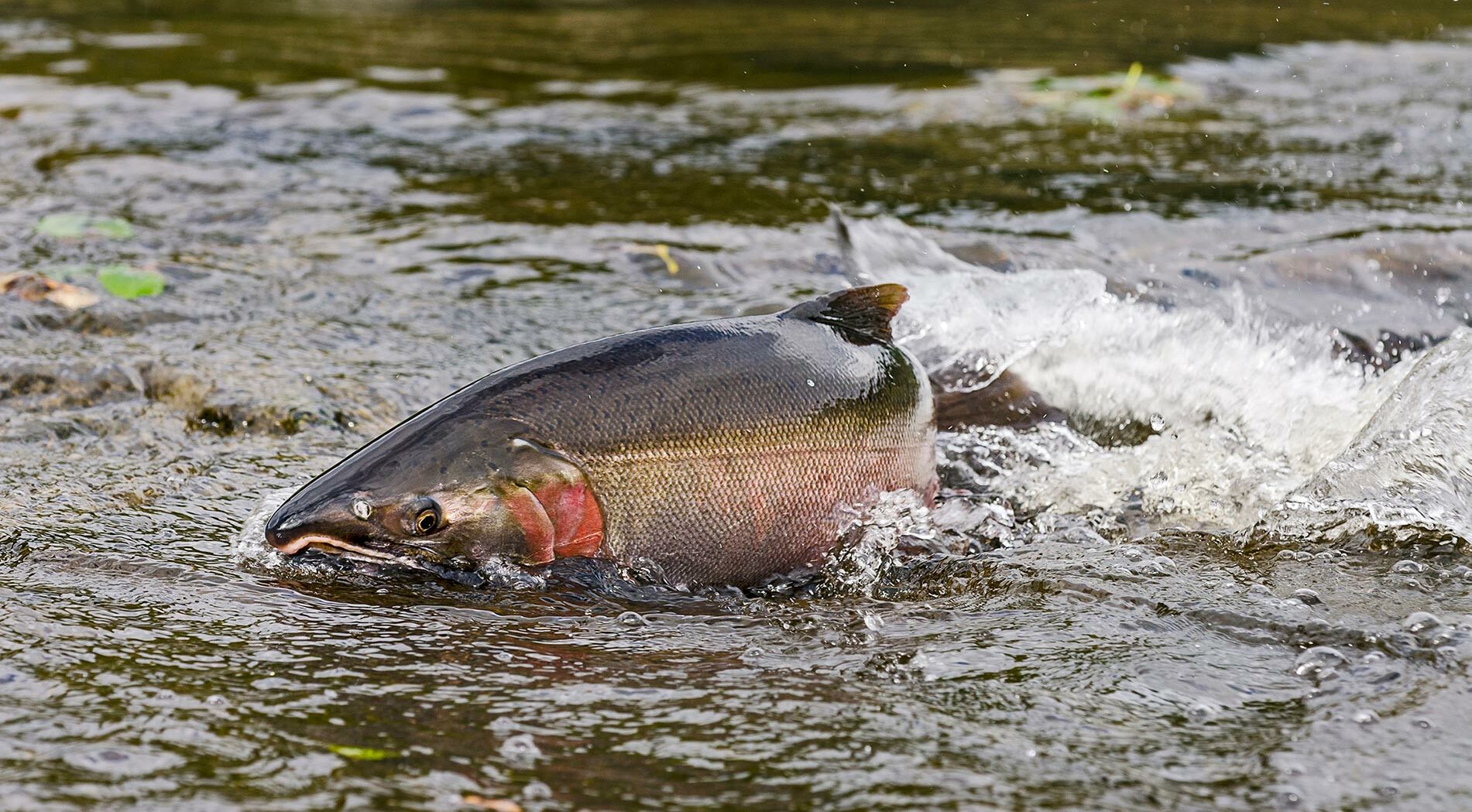 Home - Coast Coho Partnership